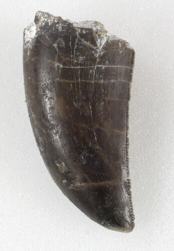 Big, Serrated Allosaurus Tooth - Colorado #36387
